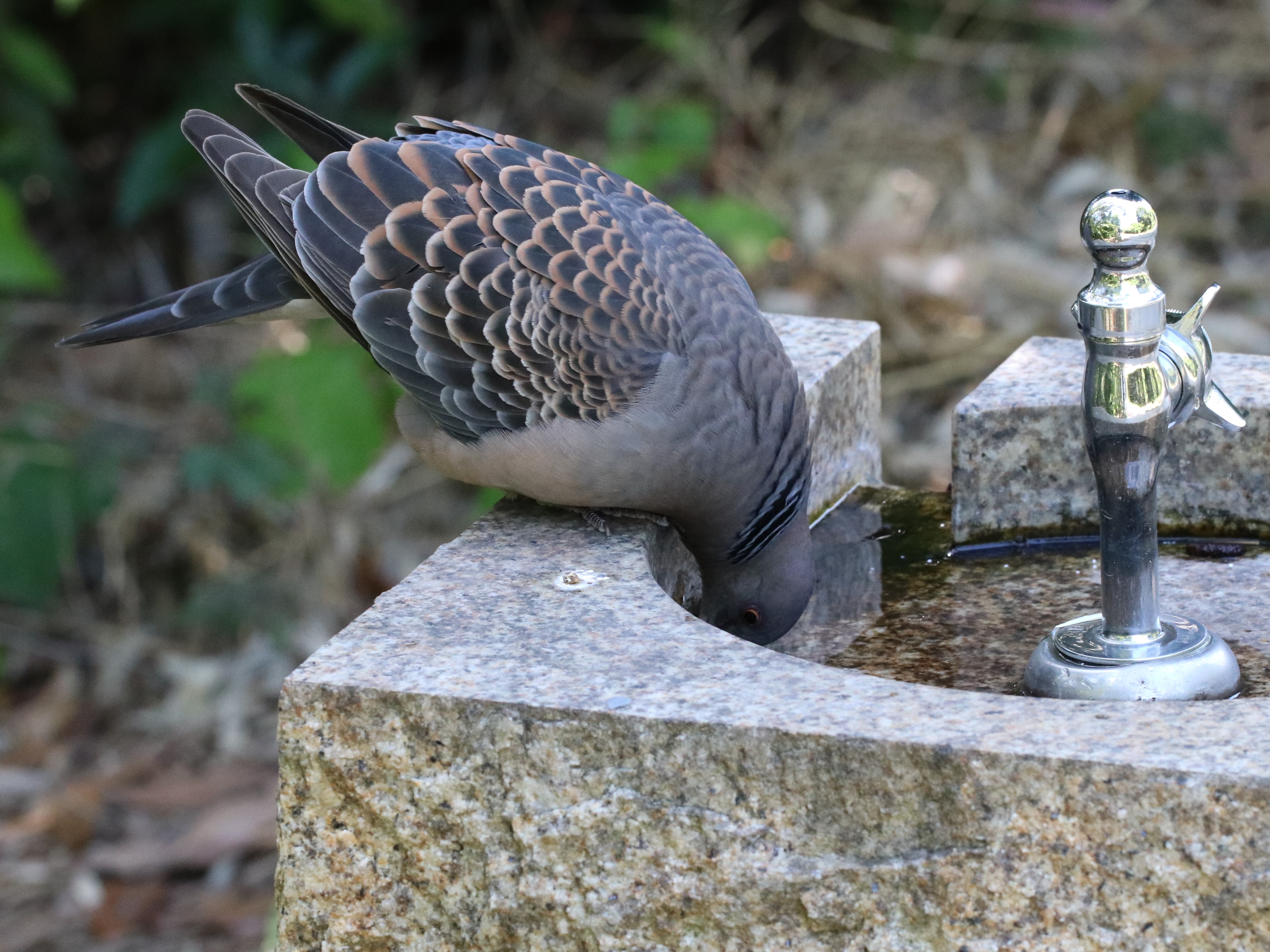 吸水するキジバト